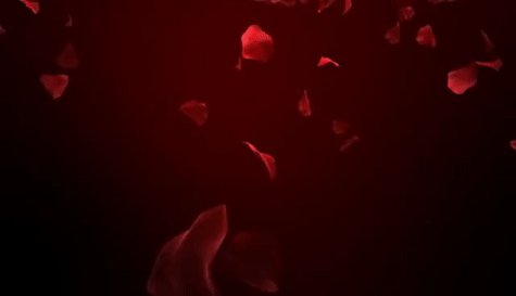falling rose petals gif